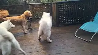 Kaber having a blast! (Wed)