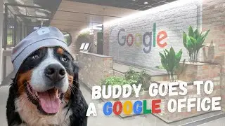 Taking my Bernese Mountain Dog to work at Google UK