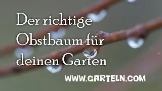 Tipps für den Kauf von Obstbäumen - 5 Wuchshöhen
