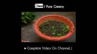 How to make Compost At Home? (Fast)