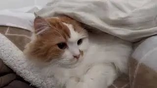 冬は眠たい