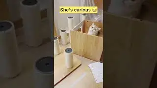 Unboxing cat tree 😅 SamMie&lsquo;s House #shorts #cute #funnyshorts