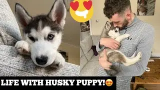 Life Is Better With A Siberian Husky Puppy! [UNSEEN CLIPS!!]