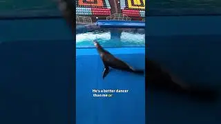 This sea lion sure knows how to dance!