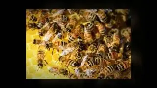 Orange County, CA Bee Removal - Fascinating Facts About Bees