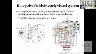 Understanding cortical properties in early visual areas using fMRI by Dr. Michaela Klimova