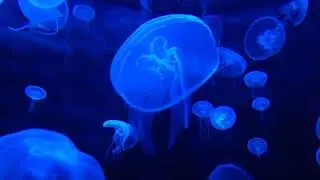 Inner Peace Revolution | Meditation for Global Harmony | Relaxation music | Zen | Yoga