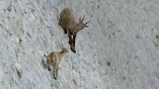 Pies de ciervas