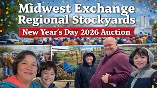 Аукцион в честь Нового года 2026 на региональной скотобойне Midwest Exchange | Семья Шоу Ми Голд