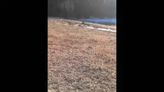 One Shot Trakker training for Junior AKC Hunt Test