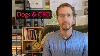 CBD for Dogs