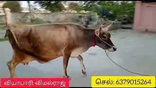 Good Milk Jersey Cow For Sales #cowvideos #cow #tamil #spvgokul #trending