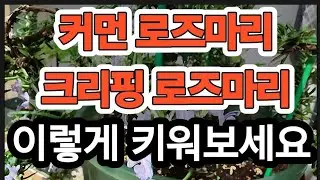 로즈마리, 크리핑 로즈마리 이렇게 키워보세요