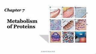 16. Chapter 7: Metabolism of Proteins