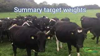 Summary target weights