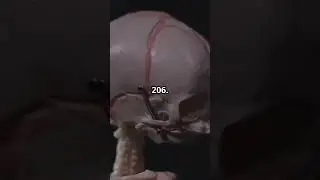 From 300 to 206: The Bone Fusion Mystery!