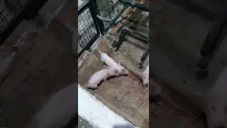 pig farming care after delivery