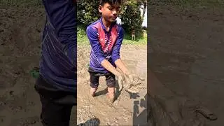 Catching taki fish in a pond from the mud #fish #fishing #mud