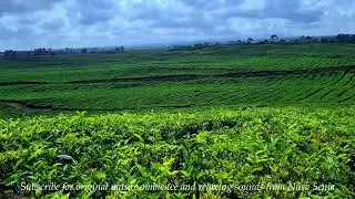 Relaxing Tea Plantation Ambience | Calm Nature & Soothing Music for Deep Relaxation