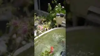 🐠Zen #zen #fish #baignoire #bathtub #beautifulnature