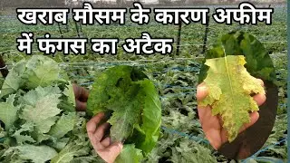 बारिश के बाद अफीम में फंगस का तगड़ा अटैक समय पर सही स्प्रे करे /amal me barish k bad kon sa spray kr