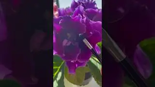 Опыление глоксинии. Опыт  новичка.