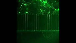 Cortical Neurons firing