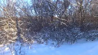 Зимний лес