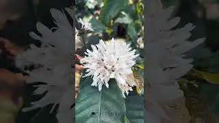 COFFEE BLOSSOM 🌸