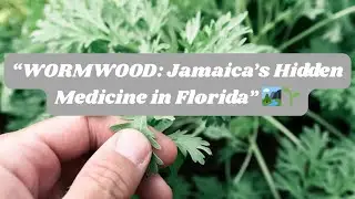 &ldquo;Wormwood (Bitter Bush): Jamaica&rsquo;s Herbal Secret Growing in Florida Too!&rdquo;