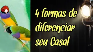 Diferenças entre Machos e Fêmeas / Casal Diamante Gould / #03