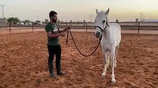 3# طريقة تعليم اللنش مع الحصان فداع