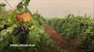 Incendios en EEUU dejan un sabor a humo en los viñedos
