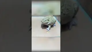 #shortsvideo #frog #animals