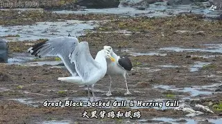 Great Black-backed Gull & Herring Gull