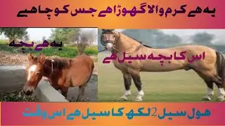 This is Karma Wala Ghoda hol seel200000 MuhammadSalman vlogs