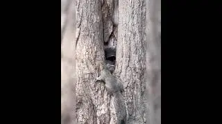 Squirrel Mating Preliminaries