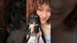FEED THE 7 PUPPIES WITH ME!! #vlog