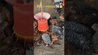 Patel Poultry farm ll Poultry life 🐥🐣#farming #business #chicken#poultryfarm #kabutar #birds