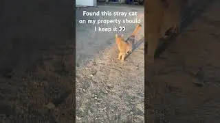 Found this stray cat on my property should I keep it #catshorts #kitten #cat #shortsfeed