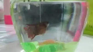 Betta fish kho bloatedstomach o buntis? #bettafish #bloatedstomach