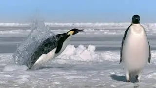 BBC Natural History - 'Penguins - Meet The Family' Opening Sequence