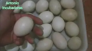 Incubación de huevos de patos en incubadora casera