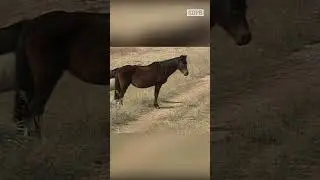 The Black Hills Wild Horse Sanctuary (Part 1)🐎