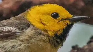 Hermit Warbler calling at Yosemite National Park