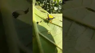 Spiny orb weaver spider 🕷️&hearts;️ #spider #insects #nature #naturalbeauty #shorts #viral #spiny