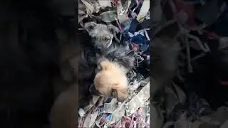 ANIMALS UKRAINE WAR | UKRAINE SOLDIER SAVES PACK OF PUPPIES | 2023