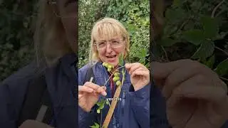 Hop: Foraging for Edible Shoots & Flowers | Wild Edible Tips & Identification