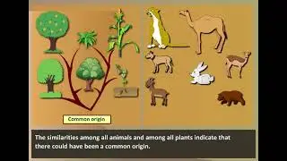 Morphological Evidence | Evidences of Evolution