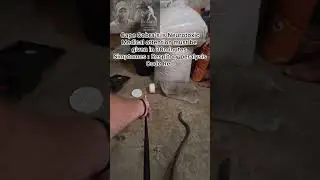 Call out for a huge cape cobra turned out to be 2 Cobra's in Wellington #dieslangou #snake #fyp 